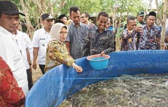 Riset tentang Budidaya Lele di UTM