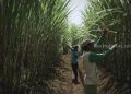 Optimisme Meningkatkan Swasembada Gula di Indonesia