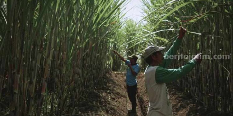 Optimisme Meningkatkan Swasembada Gula di Indonesia