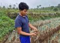 Petani Sayur Ponorogo Merugi Karena Panen Tidak Maksimal