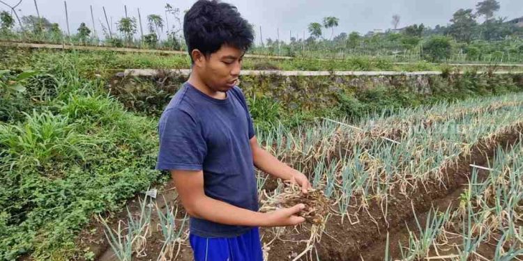 Petani Sayur Ponorogo Merugi Karena Panen Tidak Maksimal