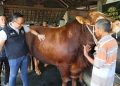 Seberat 1 Ton, Prabowo Beli Sapi Kurban di Gresik
