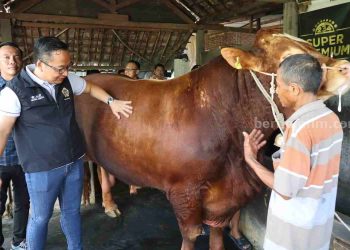 Seberat 1 Ton, Prabowo Beli Sapi Kurban di Gresik