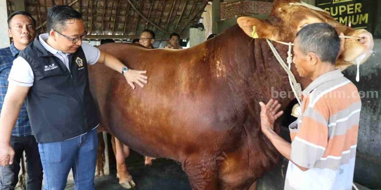 Seberat 1 Ton, Prabowo Beli Sapi Kurban di Gresik