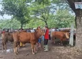 Harga Sapi di Magetan Anjlok Jelang Idul Adha Pedagang Pusing Kepala