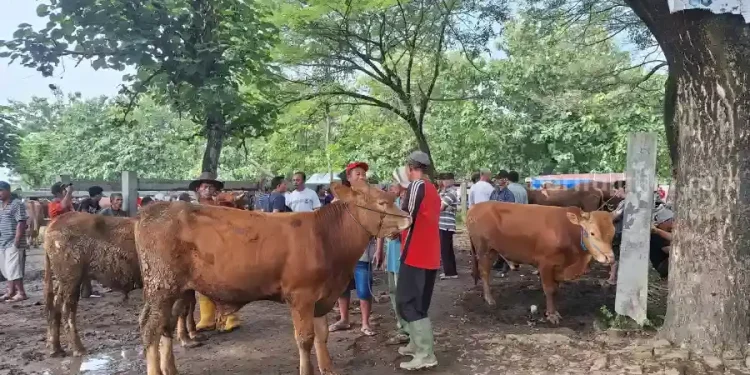 Harga Sapi di Magetan Anjlok Jelang Idul Adha Pedagang Pusing Kepala