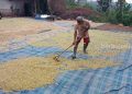 Harga Kopi Meroket, Petani Bondowoso Kini Bisa Tersenyum Lebar