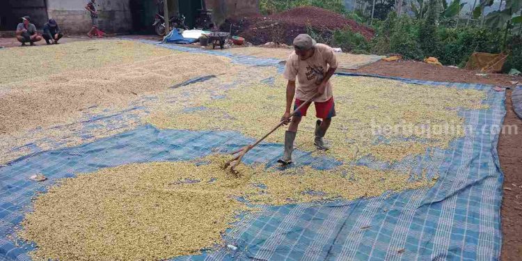 Harga Kopi Meroket, Petani Bondowoso Kini Bisa Tersenyum Lebar
