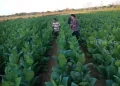 Musim Hujan Terus Menerus, Petani Sampang Tunda Penanaman Tembakau