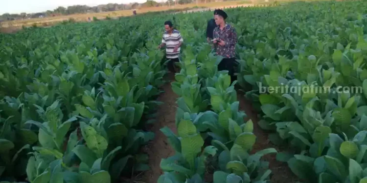 Musim Hujan Terus Menerus, Petani Sampang Tunda Penanaman Tembakau