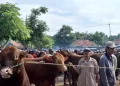 Harga Sapi di Sampang Naik Jelang Iduladha 2025 Capai Rp40 Juta per Ekor