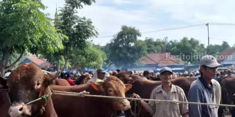 Harga Sapi di Sampang Naik Jelang Iduladha 2025 Capai Rp40 Juta per Ekor