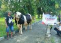 Sapi Kurban Presiden Disembelih di Bangkalan, Daging Dibagikan Dua Sesi