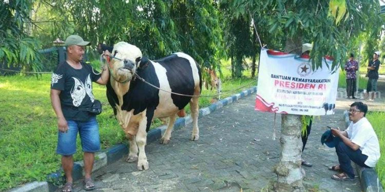 Sapi Kurban Presiden Disembelih di Bangkalan, Daging Dibagikan Dua Sesi