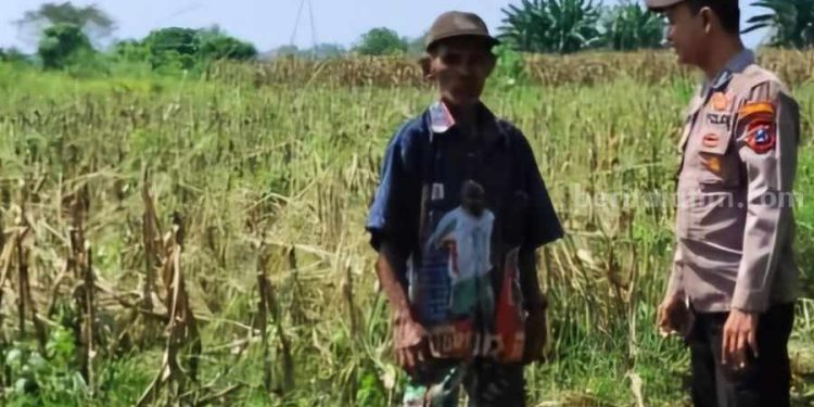 Polsek Tarik Sidoarjo Tingkatkan Patroli untuk Ketahanan Pangan di Perkebunan Jagung