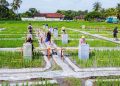 Banyuwangi Pelopor Industrialisasi Beras Biofortifikasi dari Hulu ke Hilir