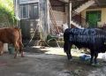 Ahmad Basarah Distribusikan 4 Sapi Kurban di Malang Raya