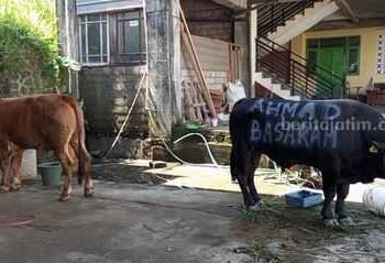 Ahmad Basarah Distribusikan 4 Sapi Kurban di Malang Raya