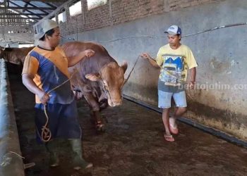 Ratusan Sapi Disembelih di RPH Magetan Termasuk Bantuan Pemerintah