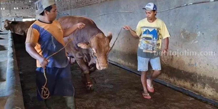 Ratusan Sapi Disembelih di RPH Magetan Termasuk Bantuan Pemerintah
