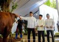 Maslahat dan Jangkau Pelosok Negeri Salurkan 10.345 Hewan Kurban ke Wilayah 3T