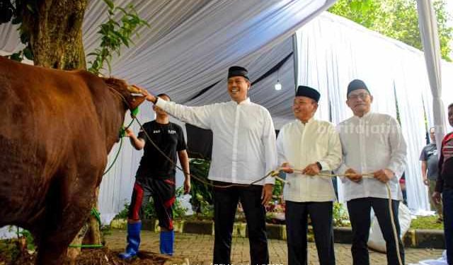 Maslahat dan Jangkau Pelosok Negeri Salurkan 10.345 Hewan Kurban ke Wilayah 3T