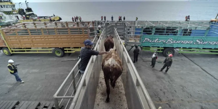 Impor 1100 Sapi Perah Bunting Crossbreed untuk Peternak Jatim oleh JAPFA dan Greenfields