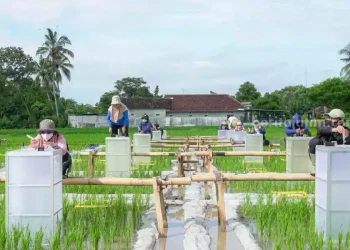 Banyuwangi Kembangkan Beras Bernutrisi dengan Biofortifikasi