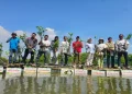 Tanam 3500 Mangrove di Kalimireng Gresik Dukung Kelestarian Pesisir