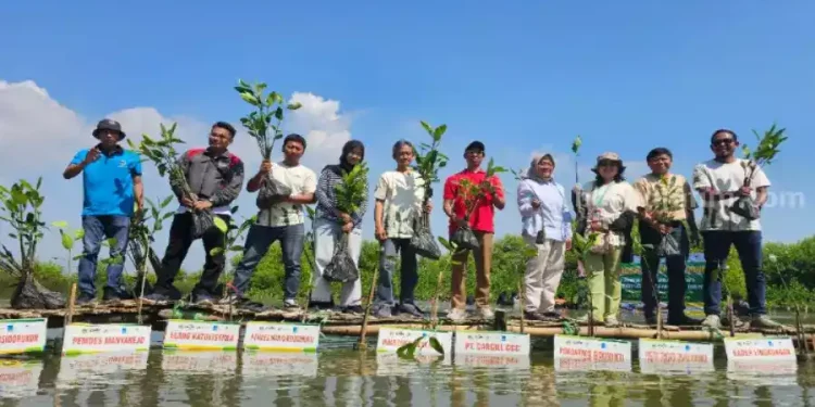 Tanam 3500 Mangrove di Kalimireng Gresik Dukung Kelestarian Pesisir