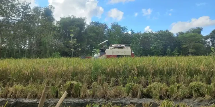 Cuaca Tak Menentu Berhasil Jadi Berkah, Petani Padi Sampang Panen Melimpah