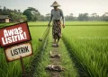 Petani Tewas Kesetrum Listrik Jebakan Tikus, DTPHP Magetan Klaim Sering Memberi Imbauan