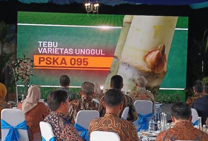 Kebonagung Luncurkan Varietas Unggul Tebu PSKA 095 PSKA 062 dan Gula Premium