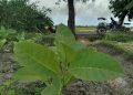 Cuaca Anomali, Petani Tembakau Bondowoso Terpaksa Jual Rugi