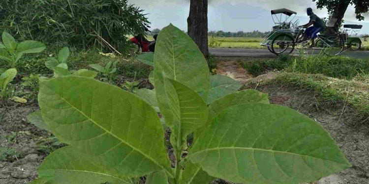 Cuaca Anomali, Petani Tembakau Bondowoso Terpaksa Jual Rugi