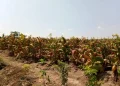 Petani Tembakau Bojonegoro Alami Kerugian, 500 Hektare Mengalami Gagal Panen