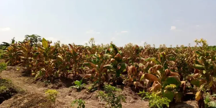 Petani Tembakau Bojonegoro Alami Kerugian, 500 Hektare Mengalami Gagal Panen