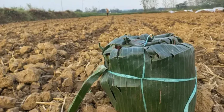 Keterbatasan Bibit Tembakau di Kabupaten Sampang