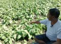 Cuaca Ekstrem Mengakibatkan Tembakau di Bondowoso Ambruk, Petani Terancam Rugi