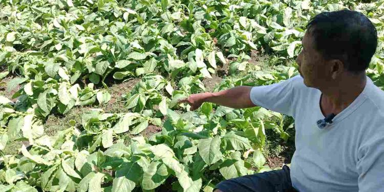 Cuaca Ekstrem Mengakibatkan Tembakau di Bondowoso Ambruk, Petani Terancam Rugi