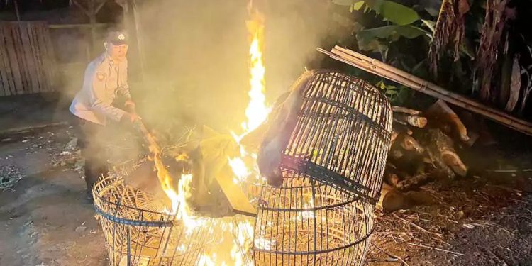 Dua Lokasi Arena Judi Sabung Ayam Di Malang Terbakar Oleh Polisi