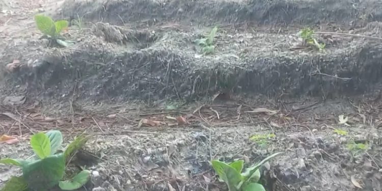 Petani Tembakau Sampang Terkena Serangan Hama Ulat Batang dan Modal Meningkat hingga Rp4 Juta