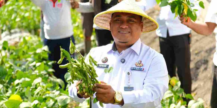 Hasil Pertanian Lapas Kelas I Malang Panen Edamame Berkualitas Tinggi