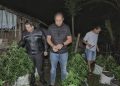 Penampakan Ganja Segar dari Kebun di Blitar, 820 Pohon Siap Dipanen