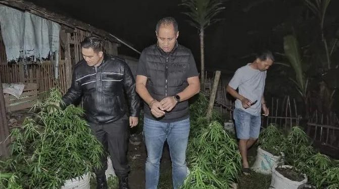 Penampakan Ganja Segar dari Kebun di Blitar, 820 Pohon Siap Dipanen