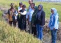 Petani Kedanyang Memproduksi 60 Ton Padi