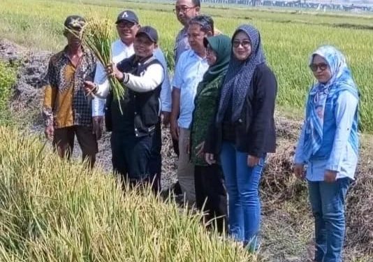 Petani Kedanyang Memproduksi 60 Ton Padi