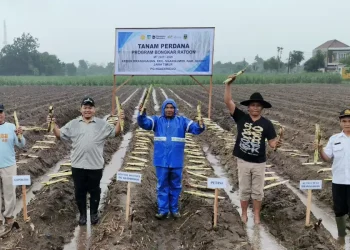 Sukses Tanam Perdana Bongkar Ratoon PG Ngadiredjo Kediri Tingkatkan Produktivitas Tebu