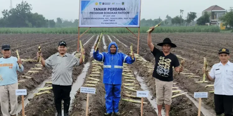 Sukses Tanam Perdana Bongkar Ratoon PG Ngadiredjo Kediri Tingkatkan Produktivitas Tebu