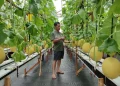 Pengembangan Potensi Desa Nglaran Pacitan Melalui Pertanian Melon Hidroponik